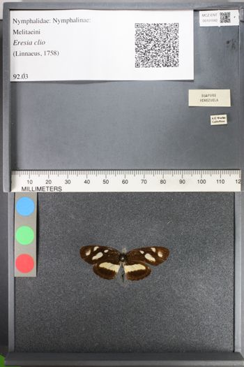 Media type: image;   Entomology 101042